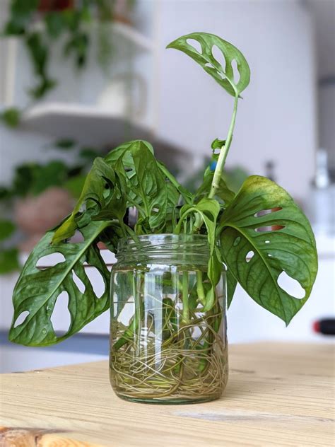 monstera adansonii moisture meter|monstera adansonii water treatment.